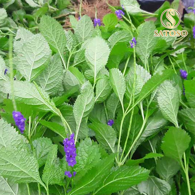 Cây chuột đuôi khô ( mạch lạc ) lợi tiểu tốt cho sức khỏe SATOSO 1kg SA68