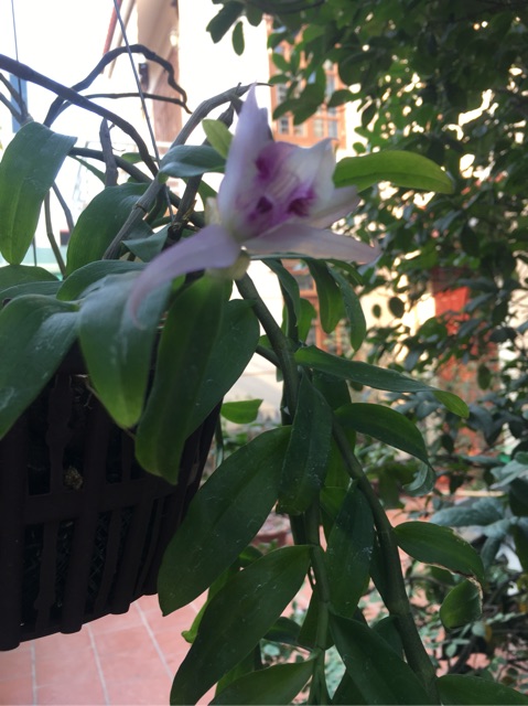 Ki phi điệp cắt từ thân cho người mới chơi