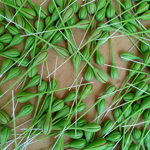 Nụ hoa phượng