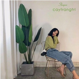 Cây chuối cảnh 1,2m siêu đẹp