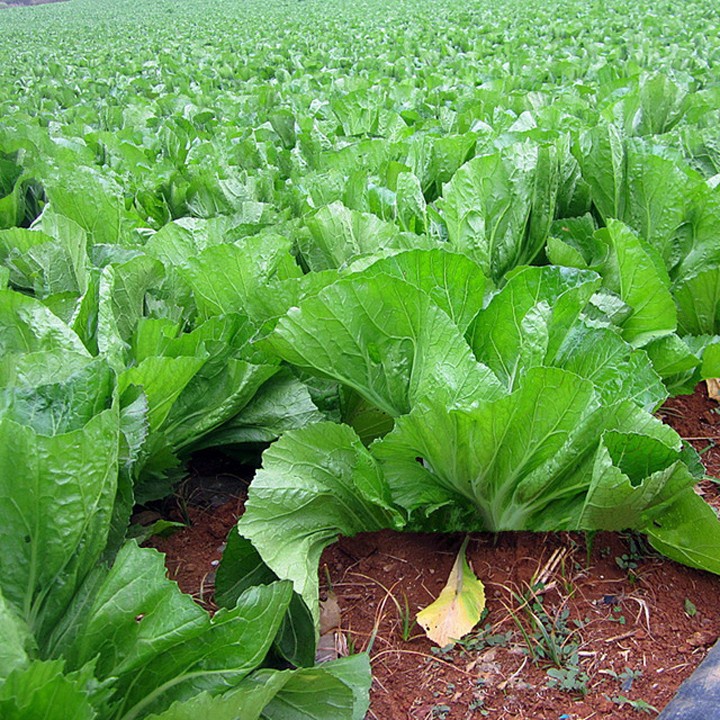 Hạt giống cải bẹ dưa, đóng gói 20gr