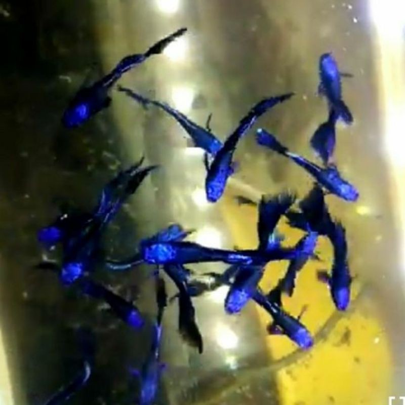 Cám cá - 3 cặp guppy Blue tazan