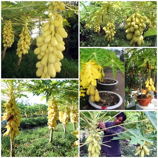 #Hạt_giống_đu_đủ