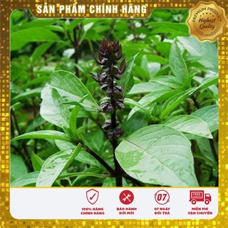 Hạt Giống Húng Quế 2Gram [Bán Sỉ]