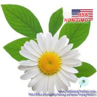 0.1Gr 1100.HAT Hạt Giống Cúc Mẫu Thảo Đức (KL| C24*W35*M232)