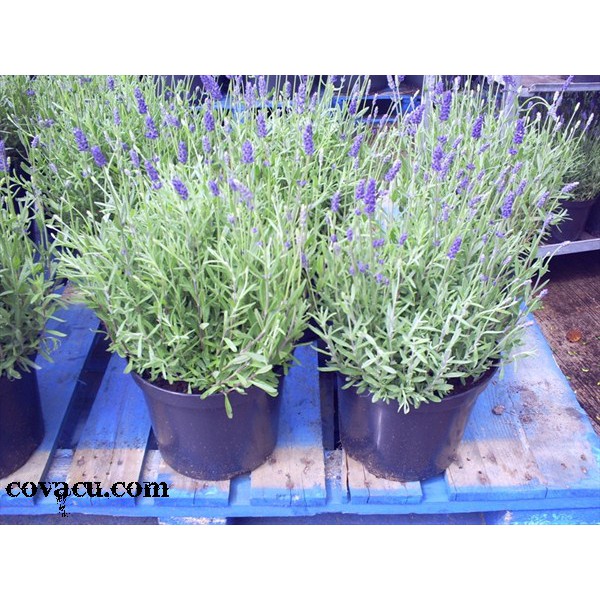 Chậu cây lavender đang hoa