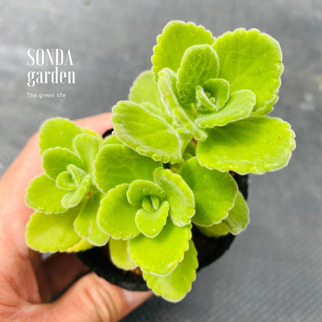 Sen thơm nhất mạt hương SONDA GARDEN size bé 5-7cm, xuất xứ Đà Lạt, khoẻ đẹp, lỗi 1 đổi 1