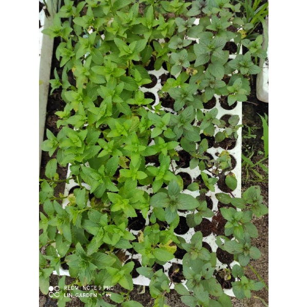 combo 4 loại bạc hà gồm 15 cây