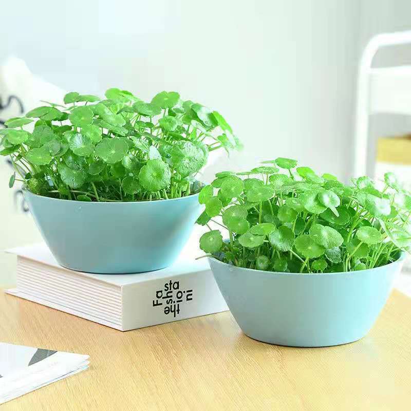 Hạt giống cỏ, dễ trồng bốn mùa, lá to, dễ sống, hạt giống 100h