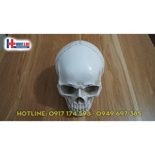 Mô hình giải phẫu xương sọ