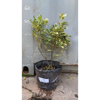 Tắc Cẩm Thạch cây đang trái