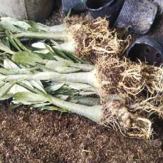 Sứ Thái nguyên liệu 1 cốt
