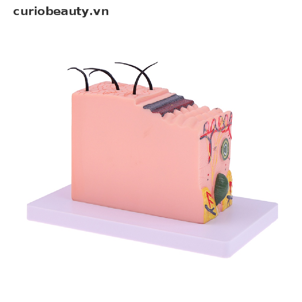Mô Hình Cấu Trúc Da Người Chất Lượng Cao 35 / 50