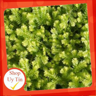 sen đá Rêu tiên🍏 |FREESHIP| 🔥 XỨ NÓNG, ĐÃ THUẦN KHÍ HẬU, KHOẺ ĐẸP 🍏 LỖI 1 ĐỔI 1