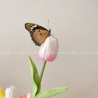 Hoa Tulip decor loại 1 (hoa màu pastel) L.min