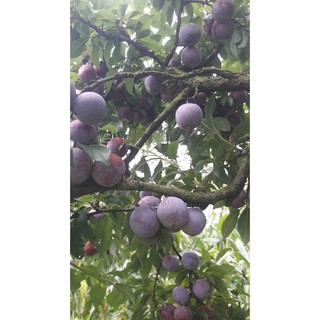 Cây Giống Mận Hậu Mộc Châu