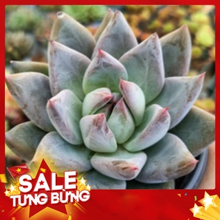 Sen đá xí muội lớn🍏 |freeship| 🔥 xứ nóng, đã thuần khí hậu, khoẻ đẹp 🍏 lỗi 1 đổi 1