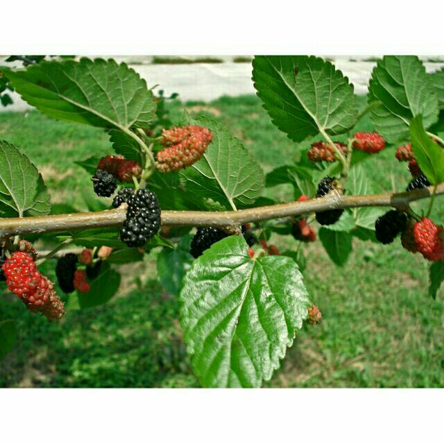 Cành dâu tằm tươi 500g