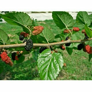 Cành dâu tằm tươi 5 cành