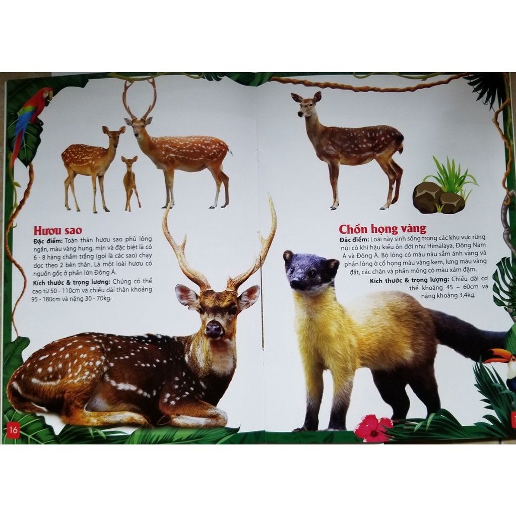 Sách- Khám Phá Động Vật 5 Châu- Châu Á