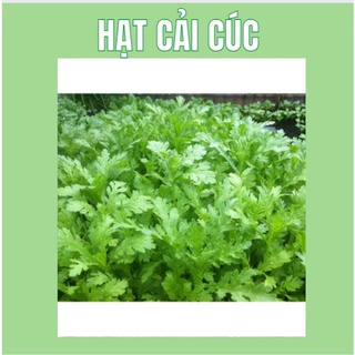 Hạt giống rau cải cúc nếp