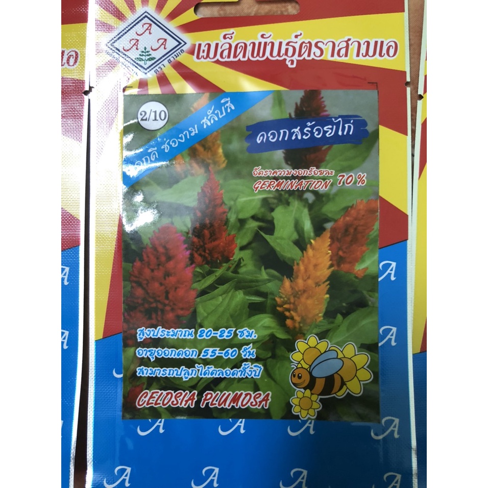 hạt giống hoa mào gà lửa nhiều màu thái lan