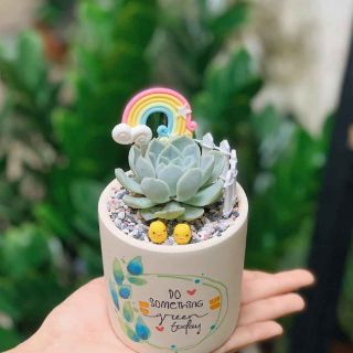 Sen đá tiểu cảnh