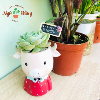 Chậu Trồng Cây Xương Rồng Mô Hình Chú Bò Dễ Thương Trang Trí Văn Phòng Nhà Cửa
