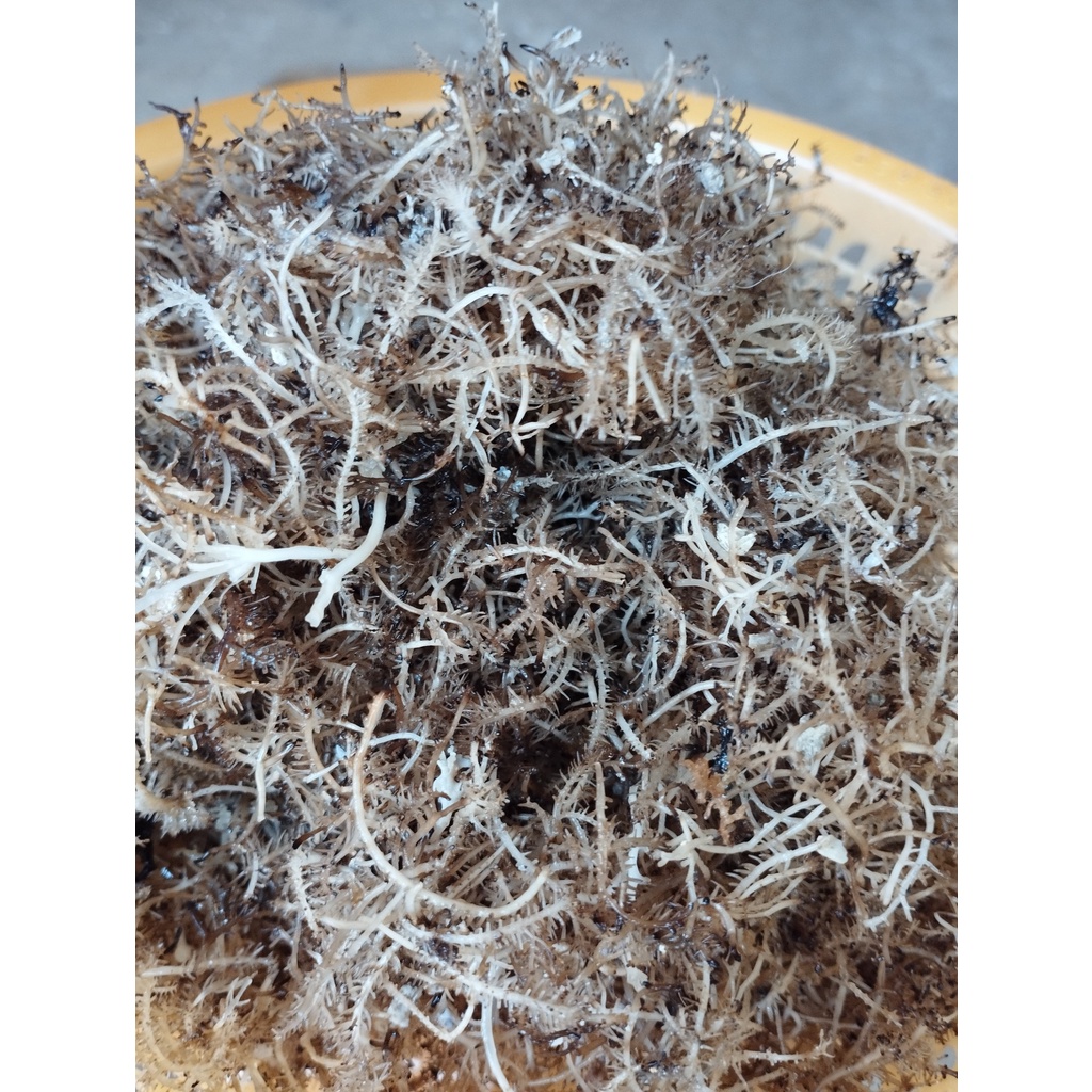 RONG XU XOA đảo Lý Sơn   -  Rong khô hoàn toàn Tự Nhiên 100% - Chuyên dùng nấu thạch rau câu - LÝ SƠN MART