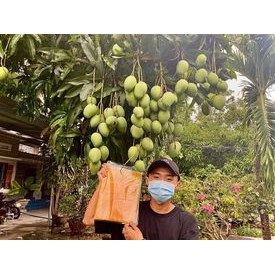 Bánh tráng xoài - 100% xoài - Túi 1kg | BigBuy360 - bigbuy360.vn