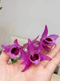 Trầm tím rừng 2 khóm