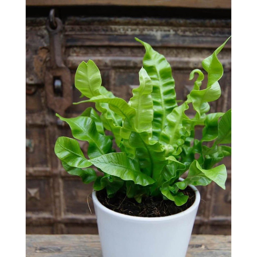 Cây Asplenium nidus Crispy Wave (Tổ Yến) chậu nhựa