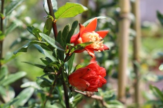 Lựu đỏ Mỹ đang trái