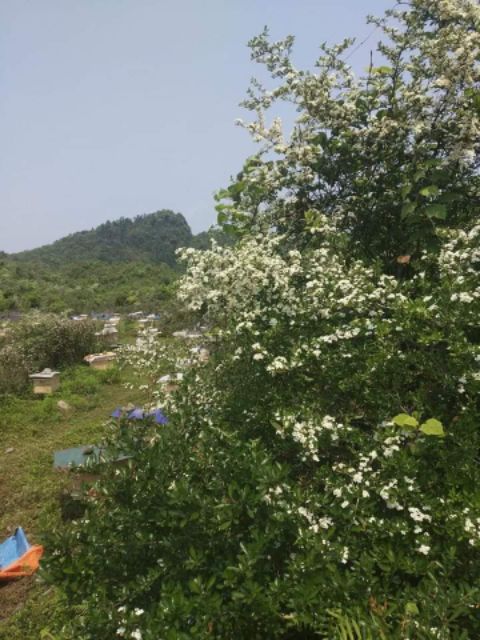 Mật ong hoa trắng Vanbina 545GR- MẬT ONG NGUYÊN CHẤT XUẤT KHẨU CHÍNH HÃNG