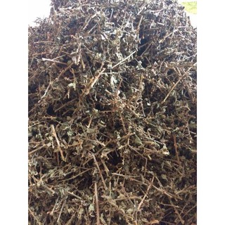 Cà gai leo khô 1 kg