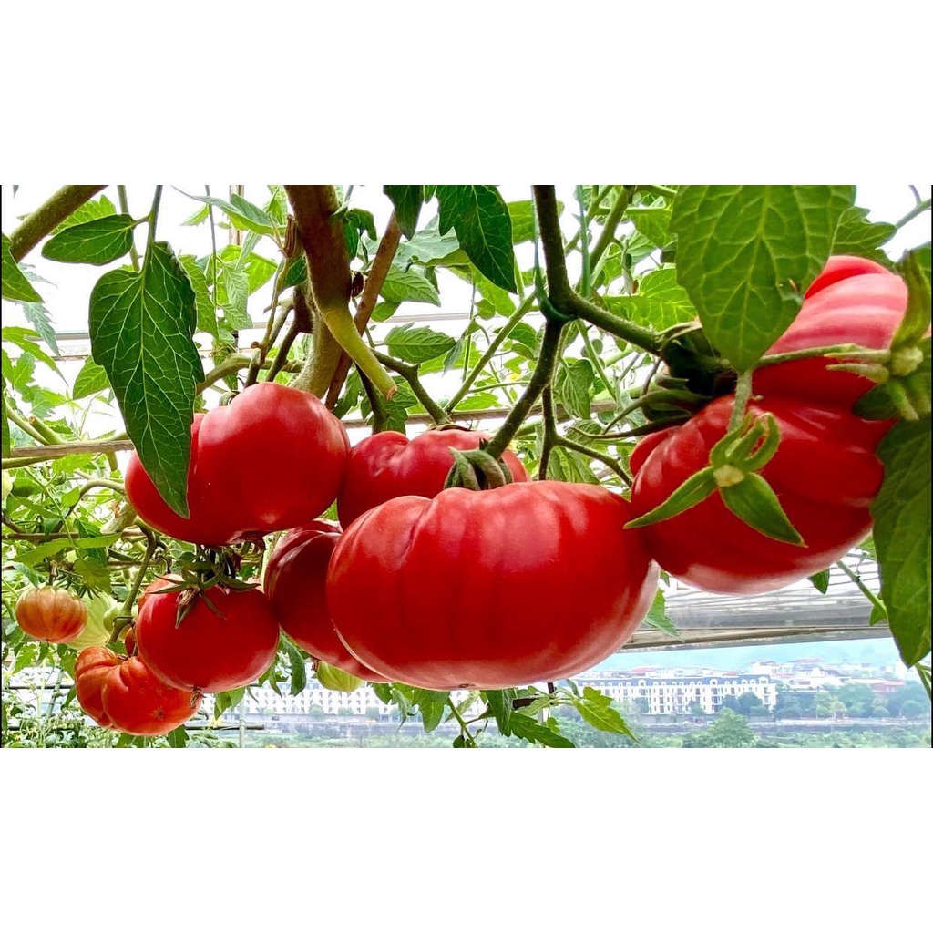 Hạt Giống Cà Chua Múi
