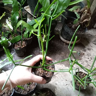Cây giống dạ quỳnh, cây giao