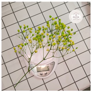 ❤️Hoa baby khô 🍁trang trí hoa khô để bàn decor phòng quán trà sữa cafe 4 -5g 20-25cm