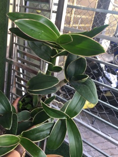 Dendro đột biến lá biên