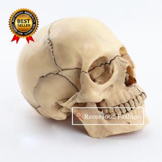 Mô hình xương người bằng nhựa