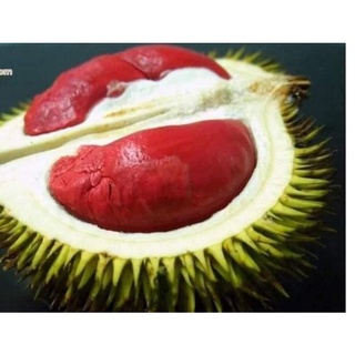 Cây Giống Sầu Riêng Ruột Đỏ (Chuẩn Giống Cây Trồng)