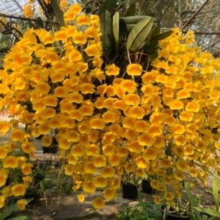 1 khóm lan vảy rồng cỡ(trung bình