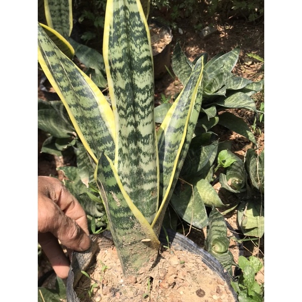 Lưỡi hổ vàng cây cao 30-40cm rễ khoẻ mạnh
