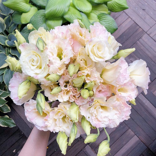 Hạt giống hoa cát tường  trồng được 4 mùa Hoa dễ sống trong nhà và ngoài trời giá siêu rẻ Tỉ lệ nảy mầm 99% 50h