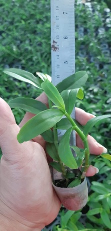 Hoa lan giả hạc, phi điệp VN235