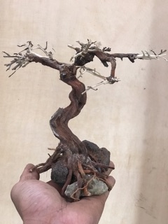 Cây Bonsai mini giá rẻ
