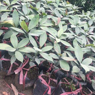 Cây giống măng cụt thái cho quả sau 18 tháng trồng