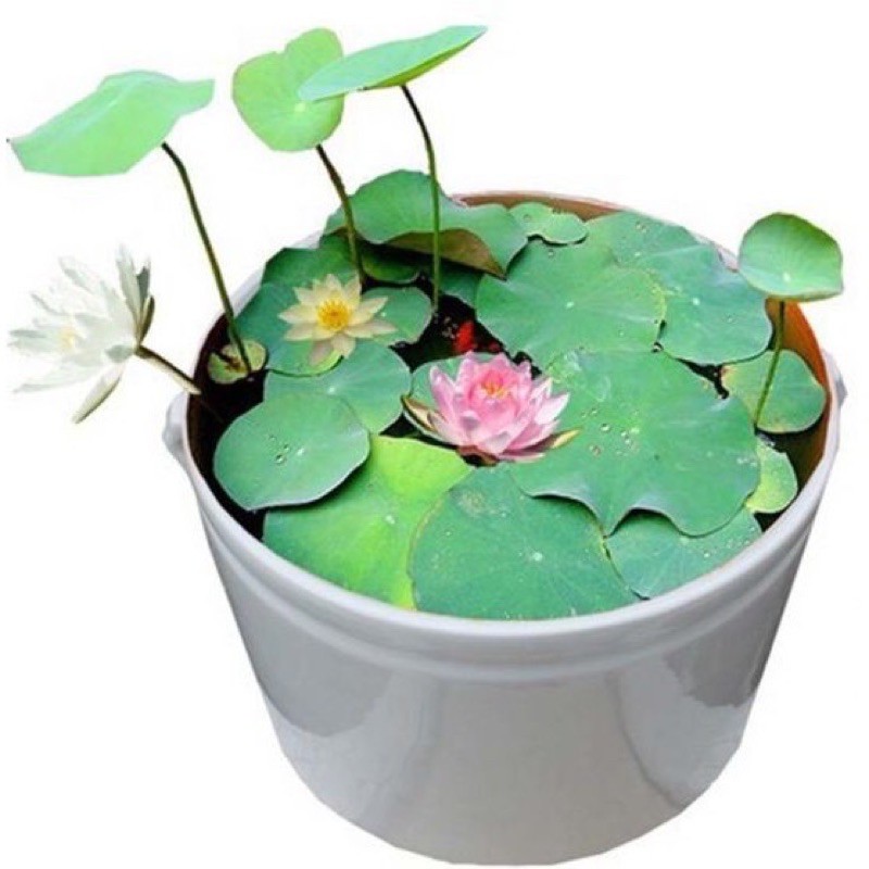 HẠT SEN MINI ĐỦ MÀU 10 hạt