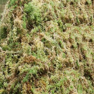 100gr rêu trồng cây phong lan giá sỉ