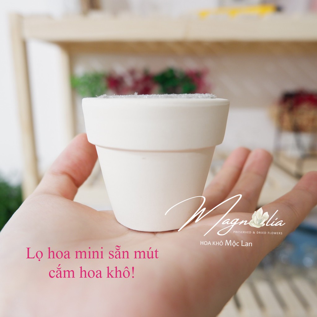 Hoa khô Decor ❤️FREESHIP❤️ Hoa khô Baby Broom Bloom trang trí phòng khách, chụp ảnh sản phẩm